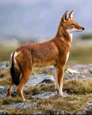 Wild Animlas