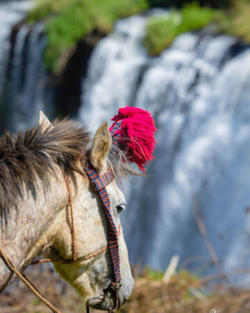 Horse Riding